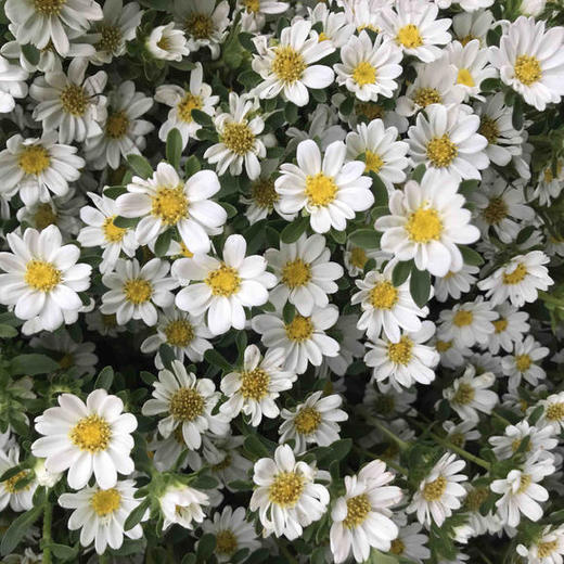 迷你菊 白色 商品图3