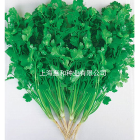 [专业种子] “常香”香菜种子