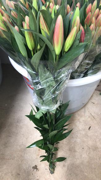 百合 罗宾娜 2头红百合，连云港 商品图1