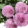 乒乓菊 粉色 商品缩略图4