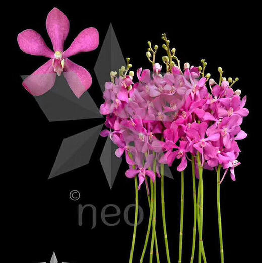 洋兰 紫色 中花 商品图4