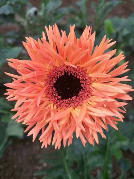 拉丝非洲菊 橙色 商品图1