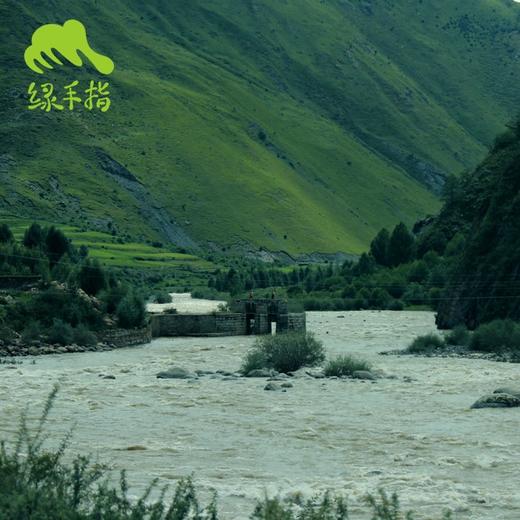 野生稻城松茸 | 合作生产 * Daocheng Matsutake | Partner Production 商品图5