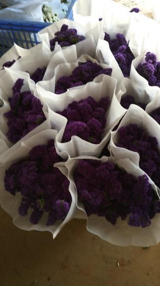 勿忘我 粉色 商品图3