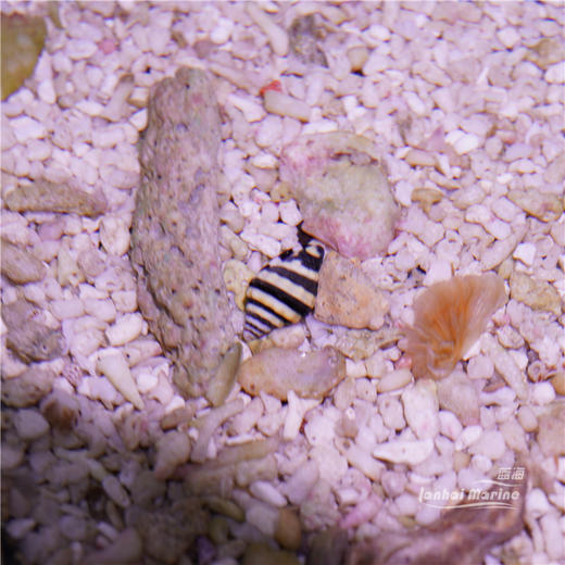 蜜蜂螺 商品图6