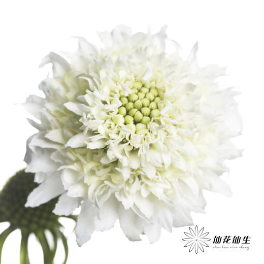 配花 | 松虫草白色 商品图2