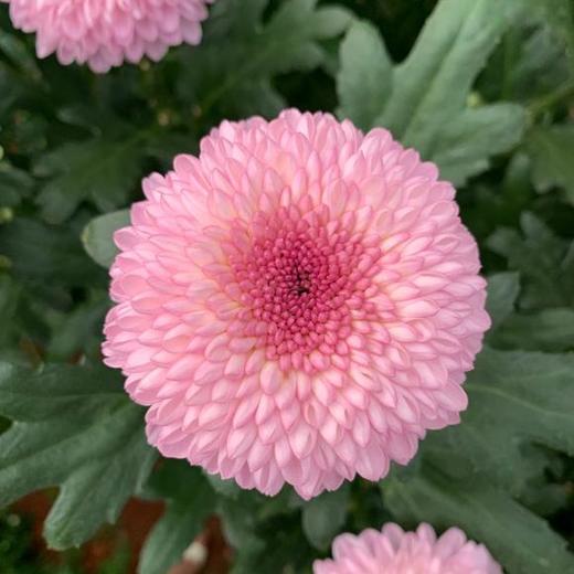 乒乓菊 粉色 商品图0