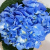 绣球 海蓝 商品缩略图0