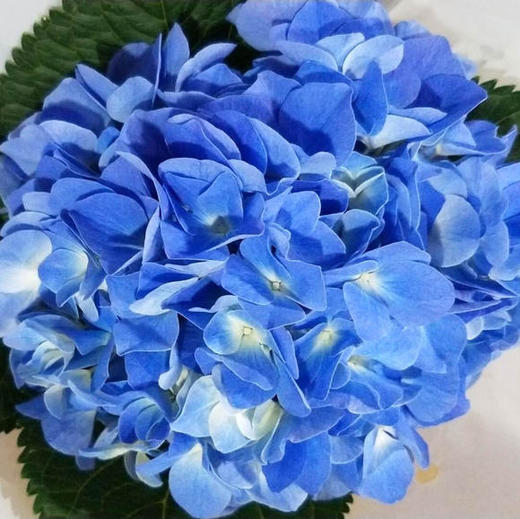 绣球 海蓝 商品图0