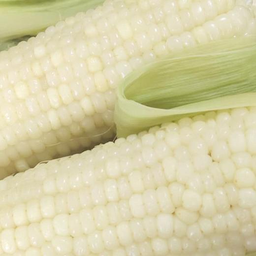 【密云农家糯玉米】6根/份，白糯玉米 商品图3