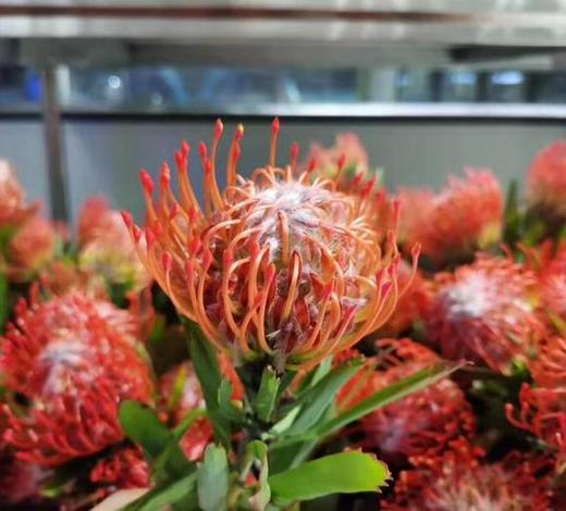 进口 针垫 红色 商品图0