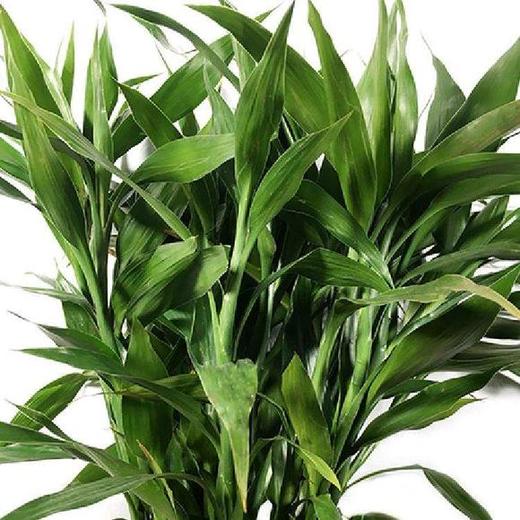 富贵竹 商品图2