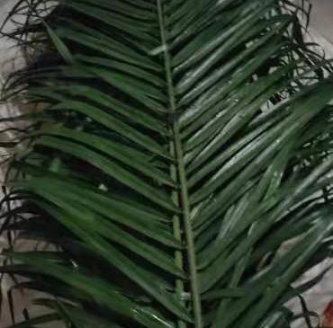 针叶，10片 商品图0