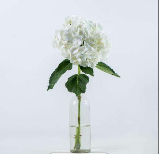 绣球 白色 商品图2