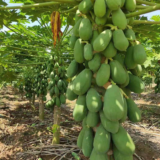 云南西双版纳红心木瓜香甜绵软入口即化美容养颜天然水果做甜品木瓜