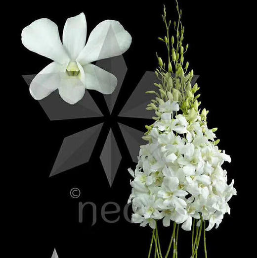 洋兰 紫色 中花 商品图2