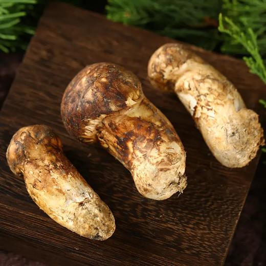 云南香格里拉 新鲜野生特级松茸 9-12cm