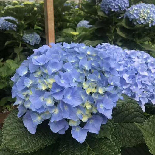 绣球 海蓝 商品图4