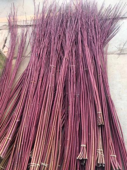 红瑞木 商品图3