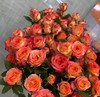 多头玫瑰 爱丽丝 商品缩略图0