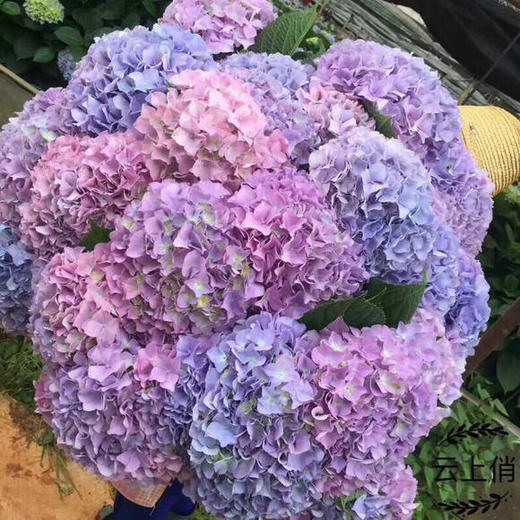 绣球 粉紫色 商品图2