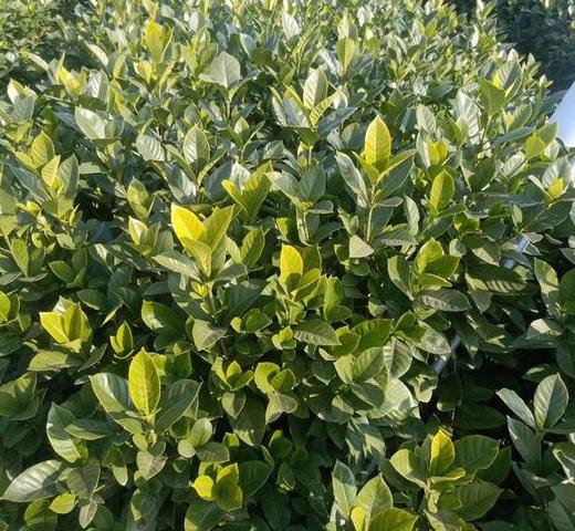 栀子叶 商品图0