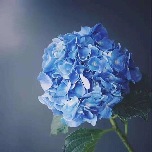 绣球 海蓝 商品图3