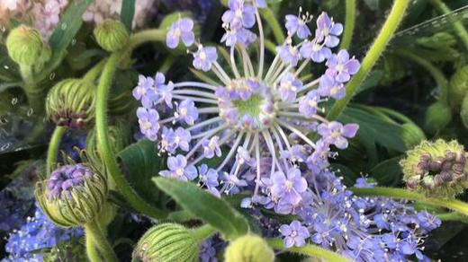 翠珠白，粉，蓝，点开查看 商品图2