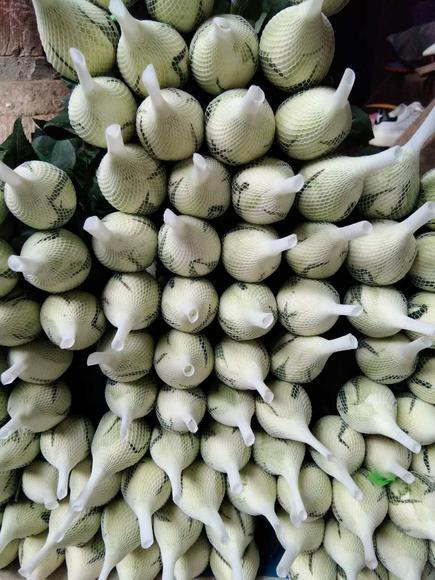 玫瑰 白玫瑰 坦尼克 商品图2