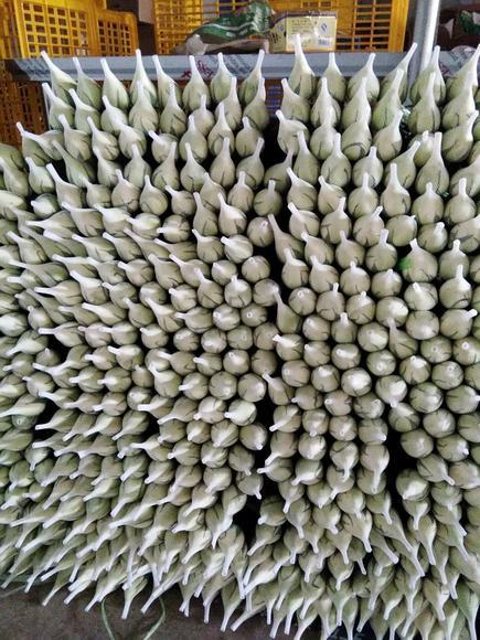 玫瑰 白玫瑰 坦尼克 商品图1