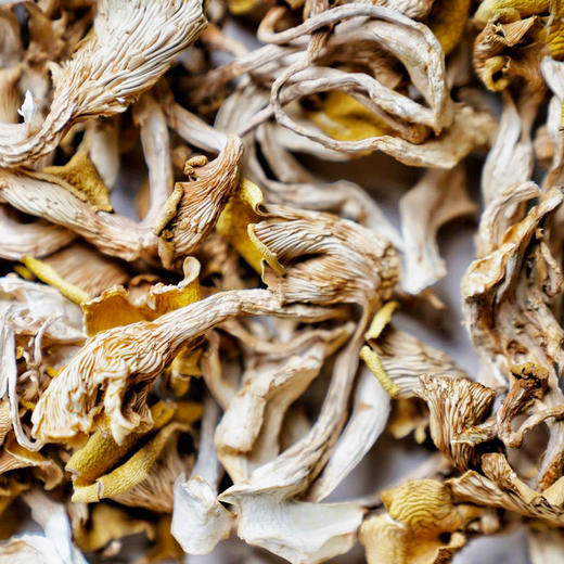 鸡油菌干厨房团队实地溯源颜色鲜艳杏黄似鸡油煲汤鲜美炒食脆嫩自然