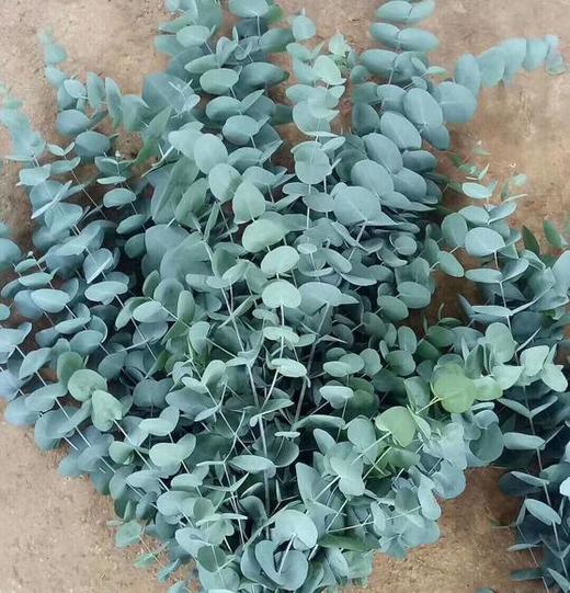 大叶多支尤加利 商品图0