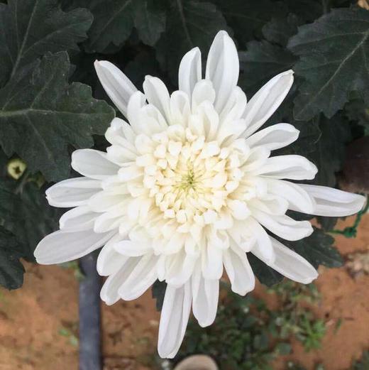 广州白菊A，花头套塑料袋的 商品图0