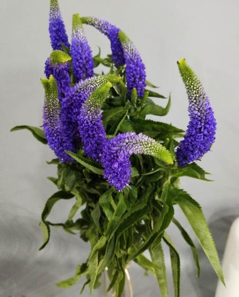 鼠尾 蓝紫色 商品图1