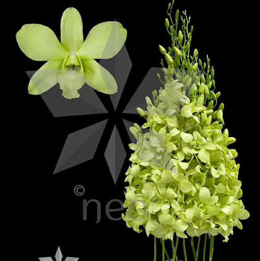 洋兰 紫色 中花 商品图1