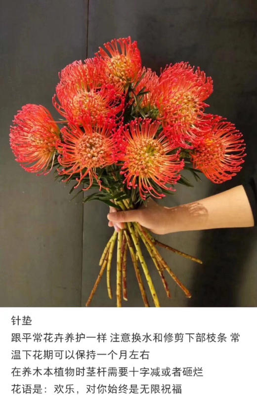 针垫- 昆明嗯哼鲜花基地直发