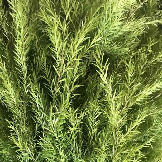 原色千层金 商品图3