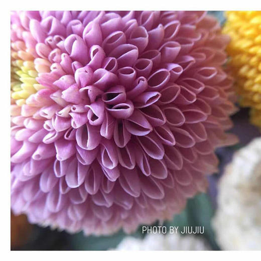 乒乓菊 粉色 商品图2