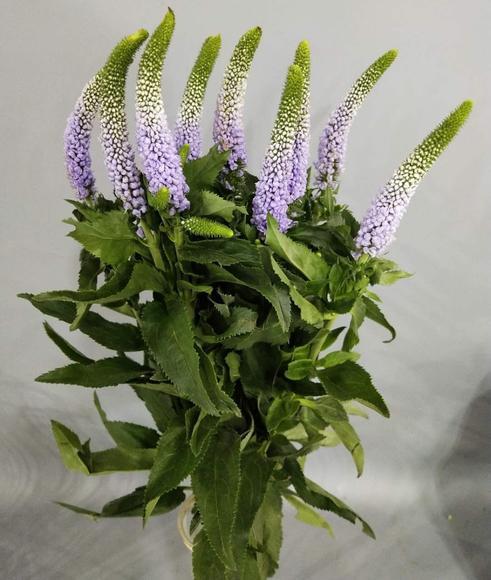 鼠尾 蓝紫色 商品图2