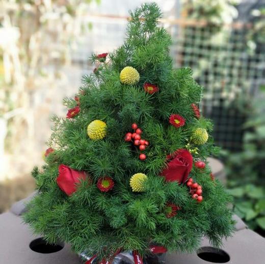 蓬莱松， 商品图0