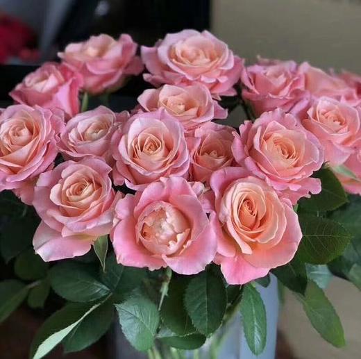 猪小姐 商品图0