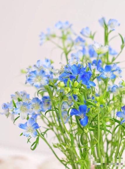 小飞燕 商品图3