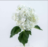 绣球 白色 商品缩略图1