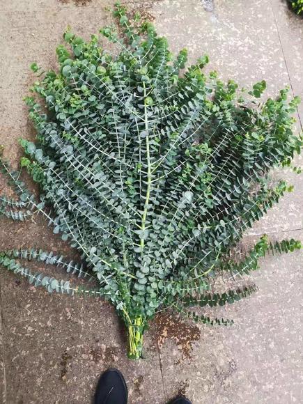 小叶多支尤加利 蓝宝贝A 商品图3