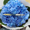 绣球 海蓝 商品缩略图1