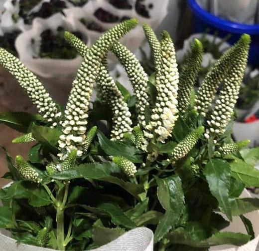 鼠尾 白色 商品图0