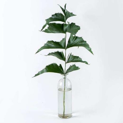 鱼尾叶 商品图1