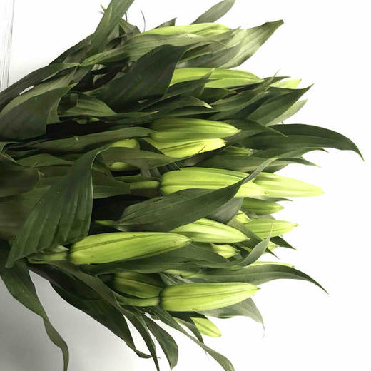 白百合 西伯利亚三头 商品图1