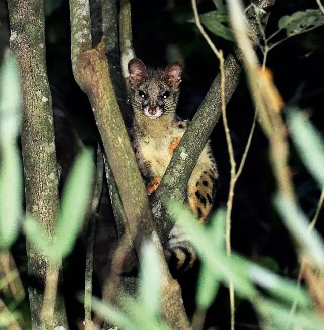 中国井冈山地区陆生脊椎动物彩色图谱