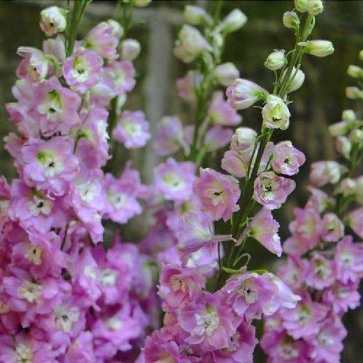 大飞燕 A级 商品图3